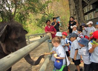 Feeding the elephants at Khao Kheow.